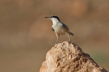 Eastern Rock Nuthatch copyright Peter Hoppenbrouwers