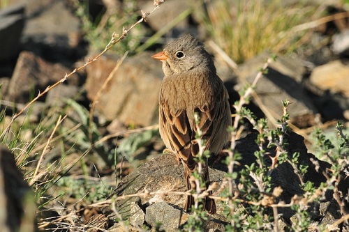 Grey-necked Bunting copyright Ignaas Robbe