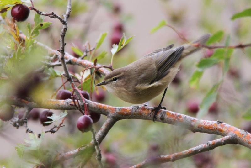 Mountain Chiffchaff