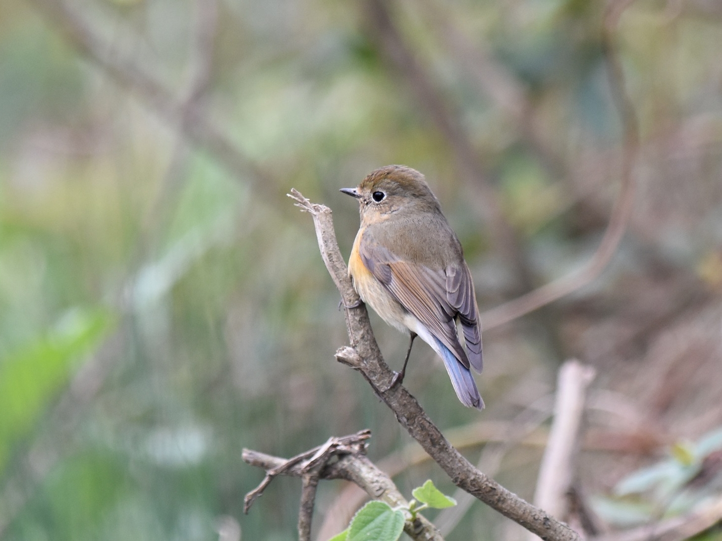 red-flanked bluetail