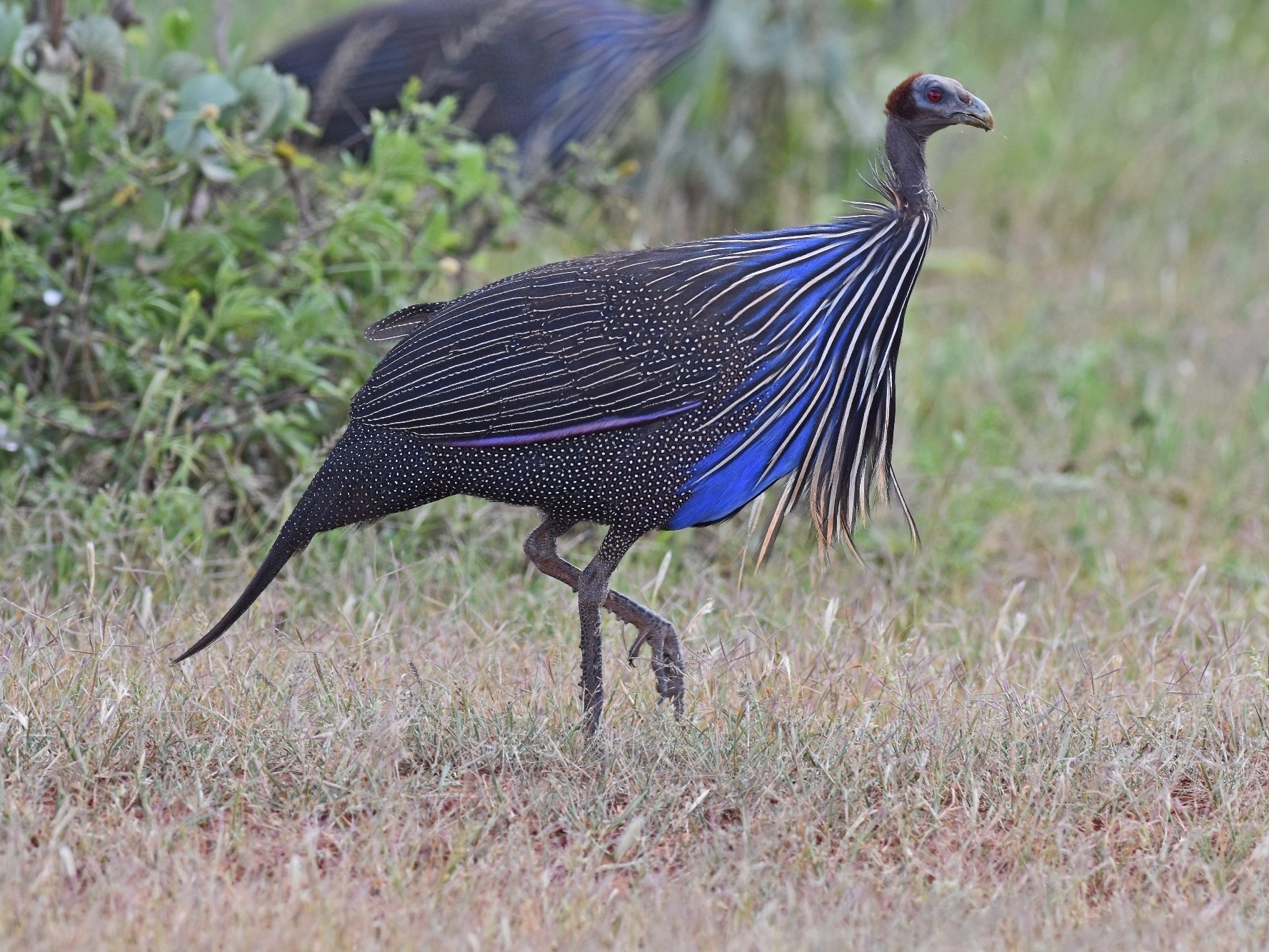 vulturine guineafowl