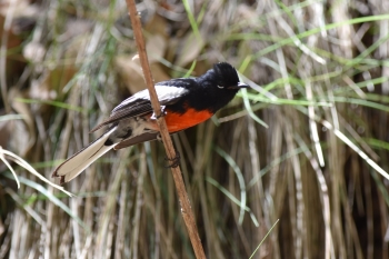 Painted Redstart at Ramsey Canyon c