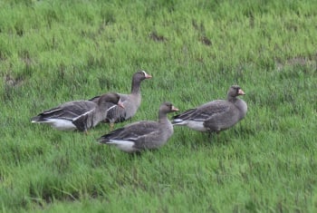 Lesser White-fronted Goose - Poyang Hu 2016