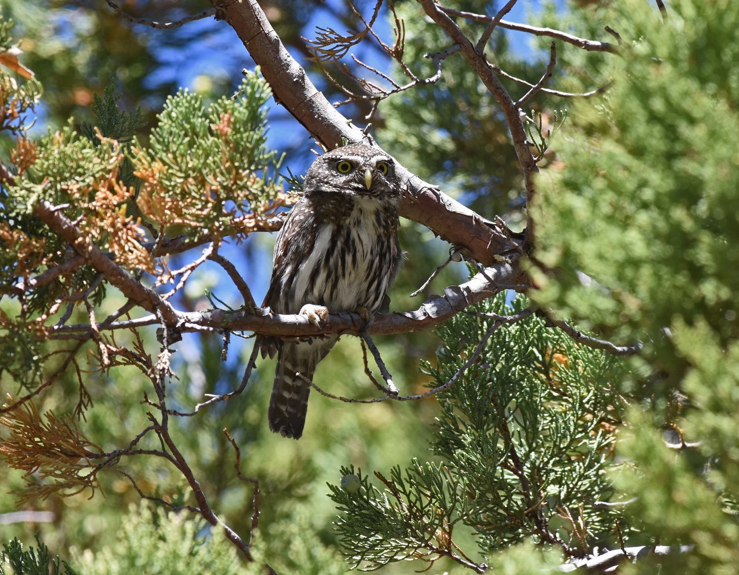 MOUNTAIN PYGMY OWL