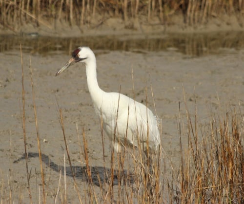 Whooping Crane, Aransas, copyright James Smith