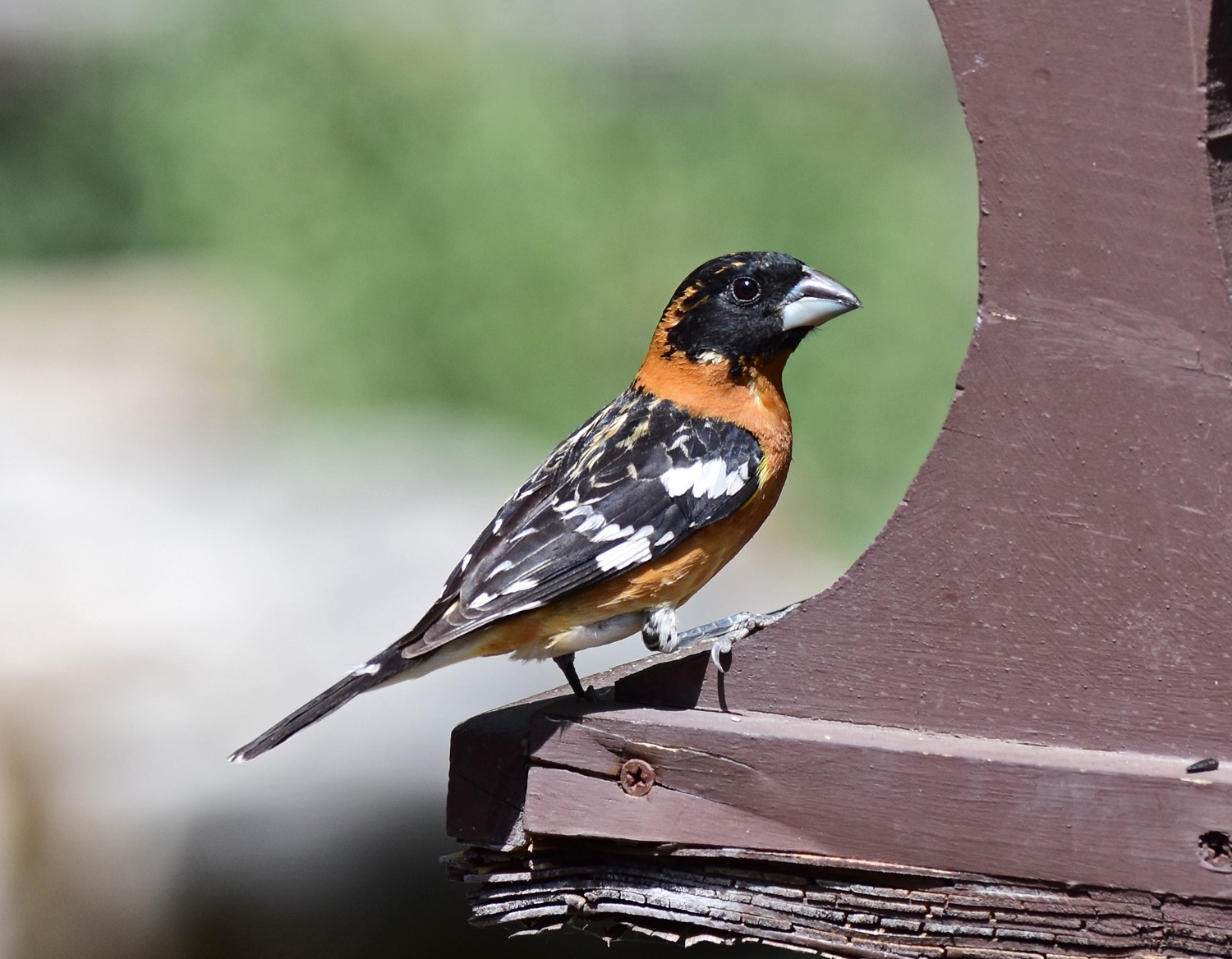 Black-headed Grosbeak