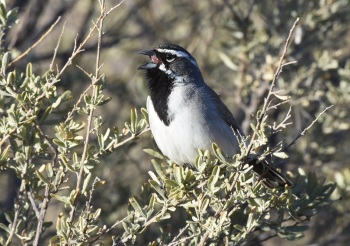 Black-throated Sparrow at San Pedro House