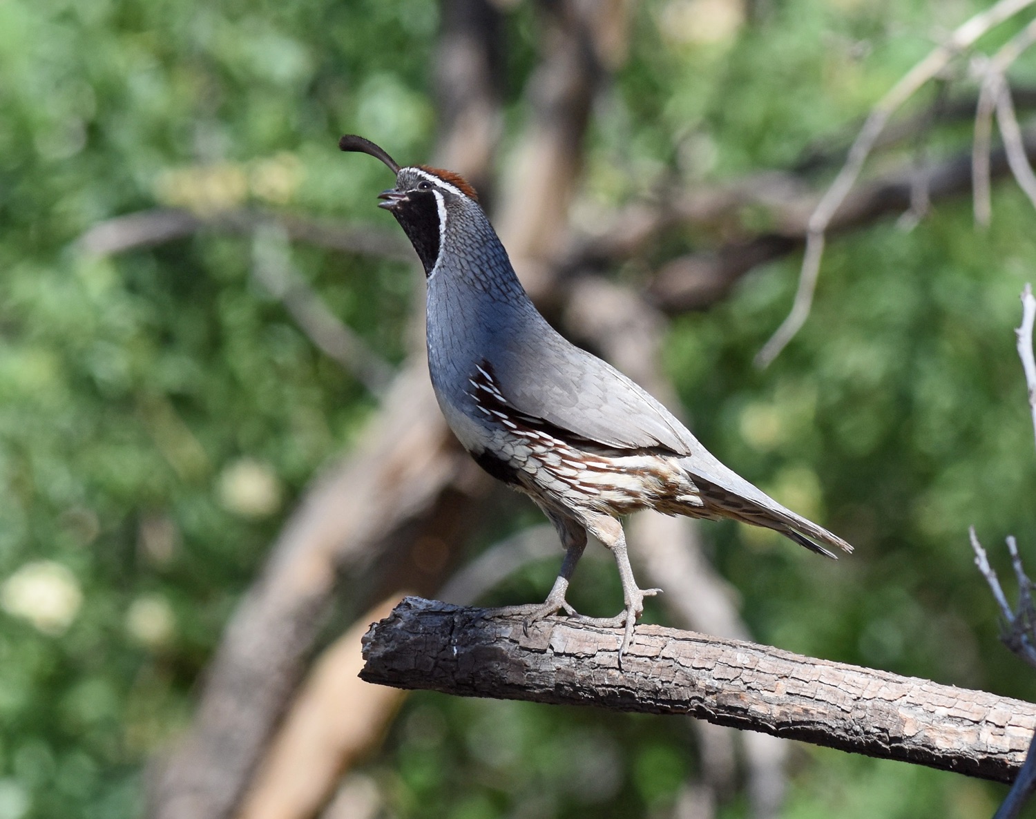 gambel's quail