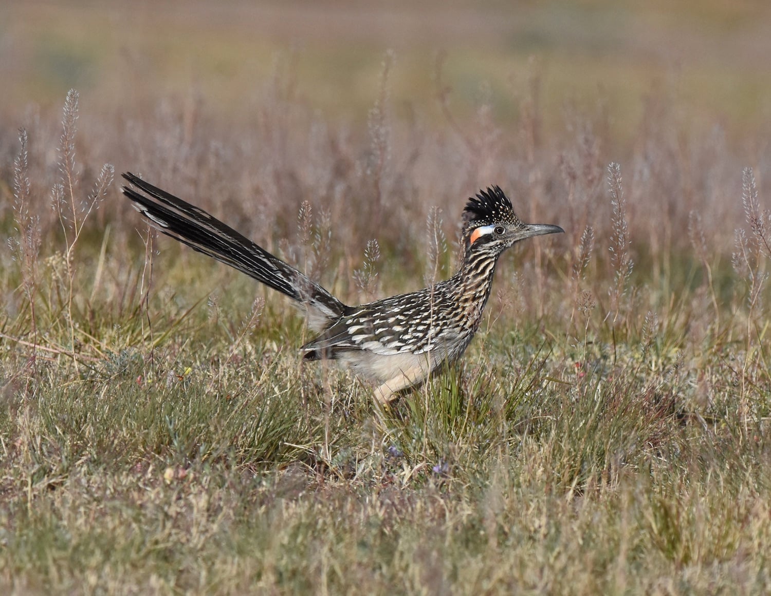 Greater Roadrunner