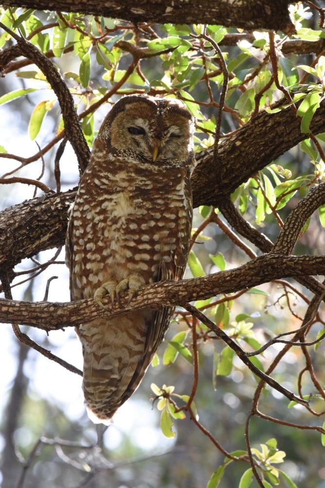 Mexican Spotted Owl 2