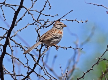 Rufous-winged Sparrow 1