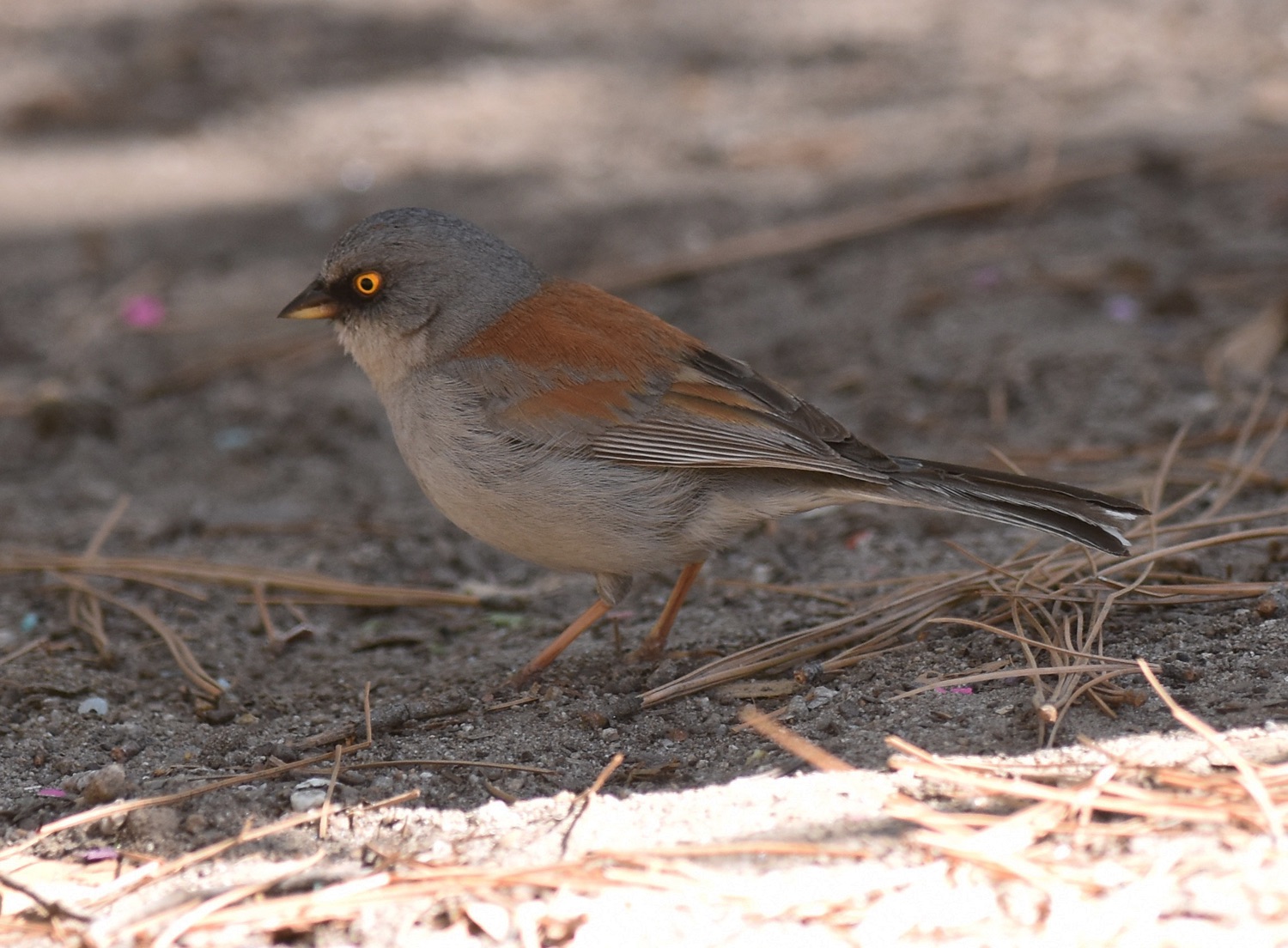 yellow-eyed junco