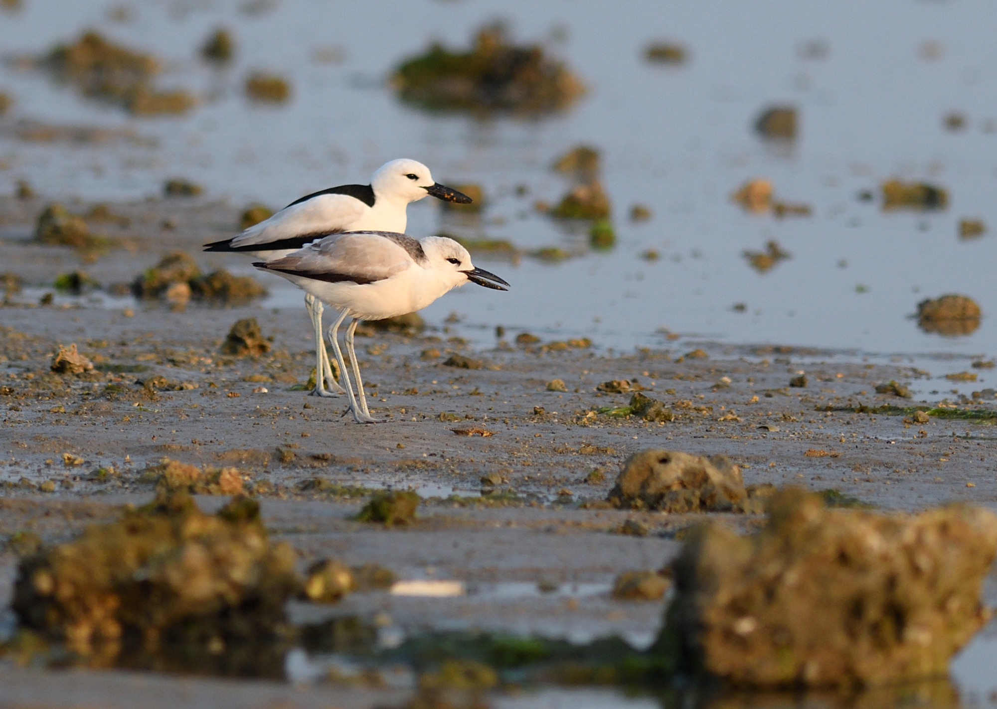 Crab Plover