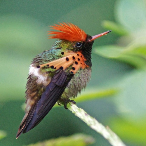 Tufted Coquette-By Mukesh Ramdass - AWNC