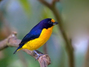 Violaceous Euphonia by Greg Smith