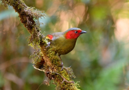 Scarlet-faced Liocichla - Thailand 2017