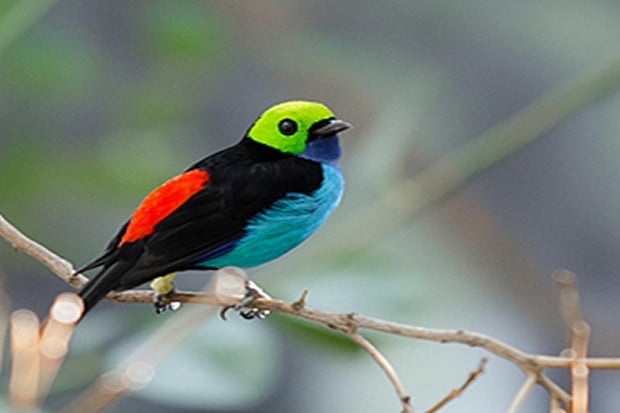 Paradise Tanager