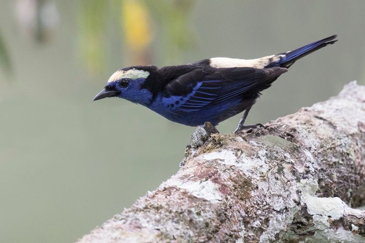 Opal-crowned Tanager