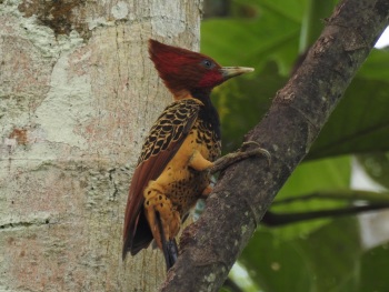 Rufous-headed Woodpecker