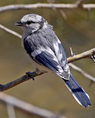 Azure Tit