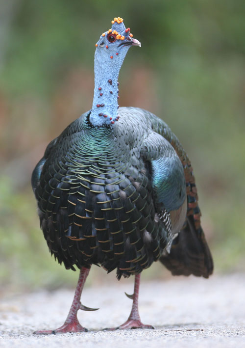 Ocellated Turkey