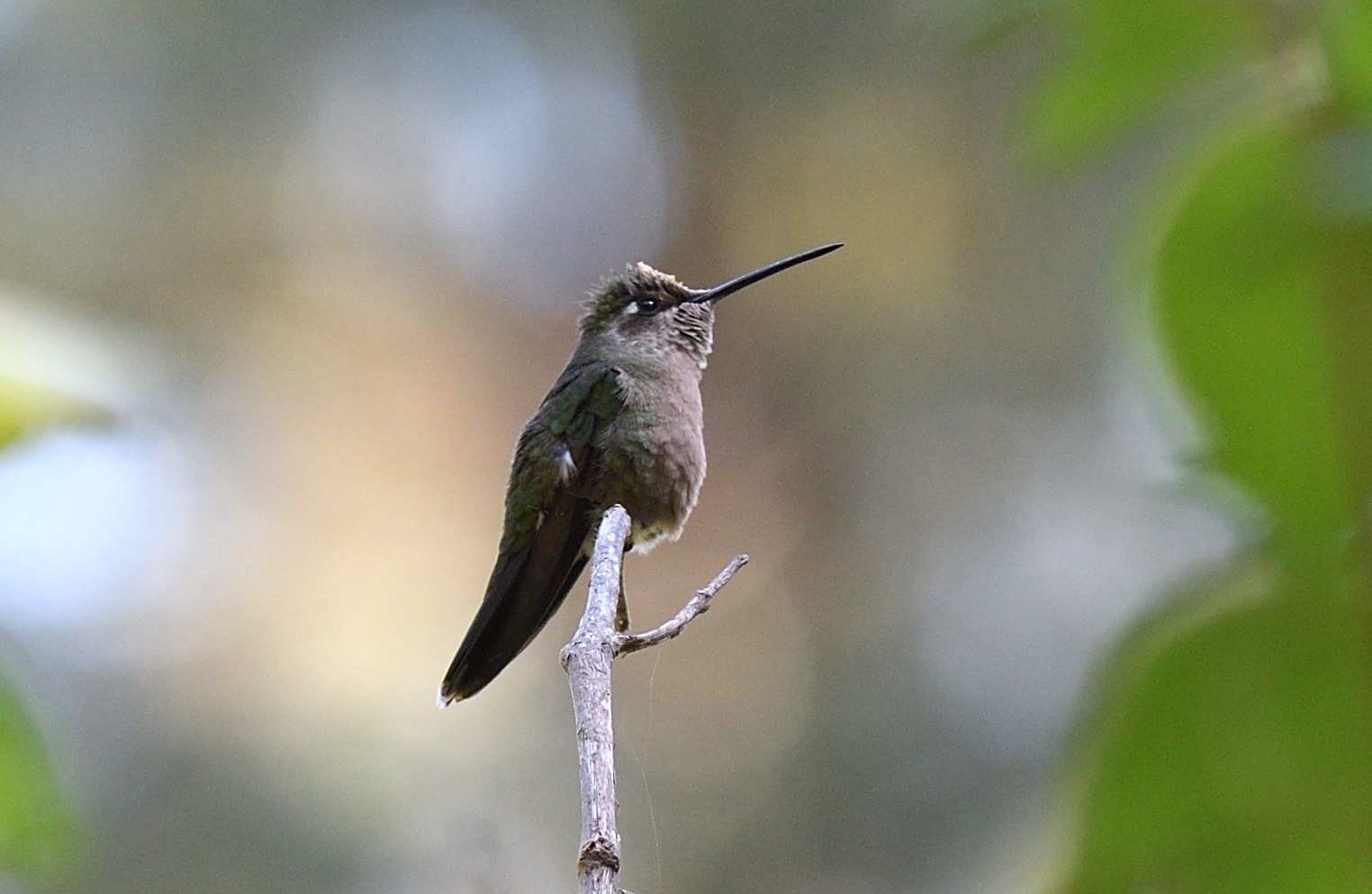 rivoli's hummingbird