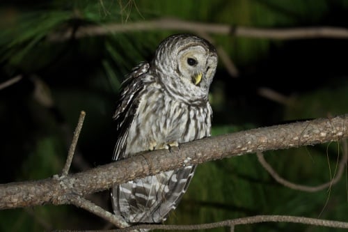 Cinereous Owl - West Mexico 2017 _00080