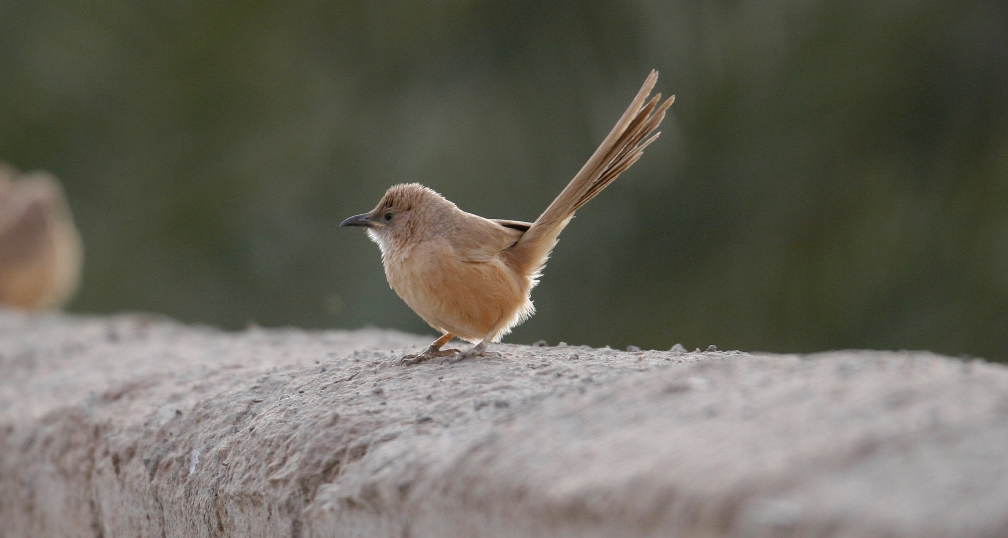 Fulvous Babbler