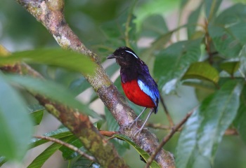 Black-crowned Pitta - Borneo 2017