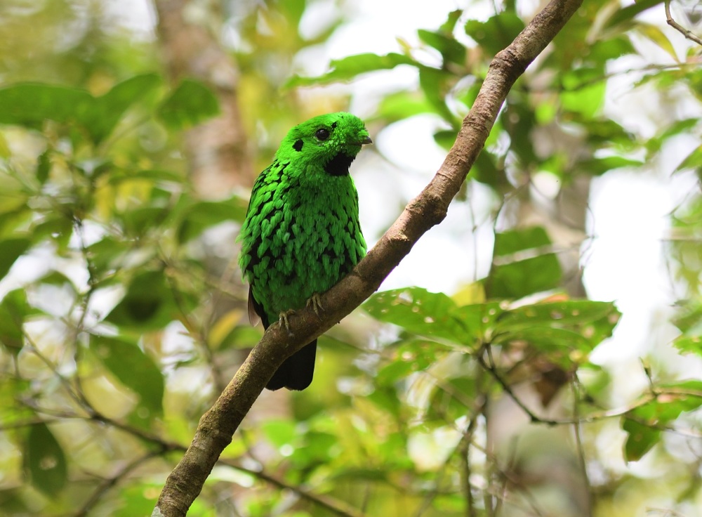 Whiteheads Broadbill - Sabah 2017