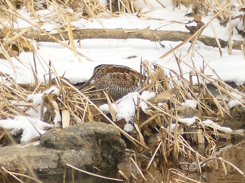 solitary snipe