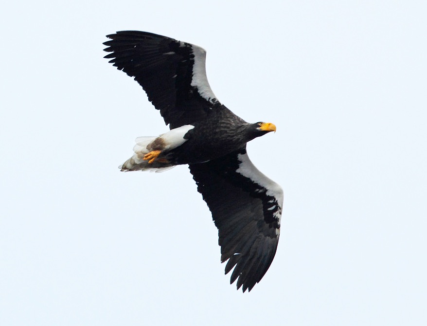Steller's Sea Eagle by Nick Upton