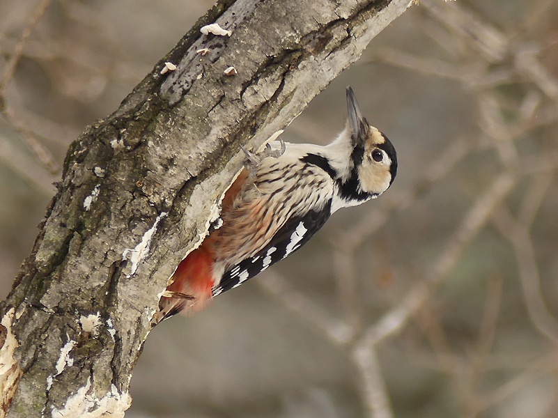 White-backed Woodpecker by Nick Upton