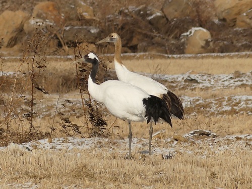 Red-crowned-Crane by Nick Upton