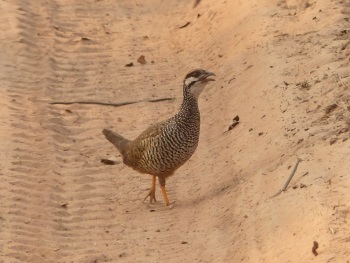Chinese Francolin by Nick Upton