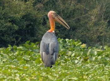 Greater Adjutant by Nick Upton