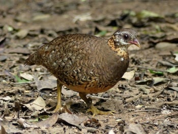 Scaly-breasted-Partridge by Nick Upton