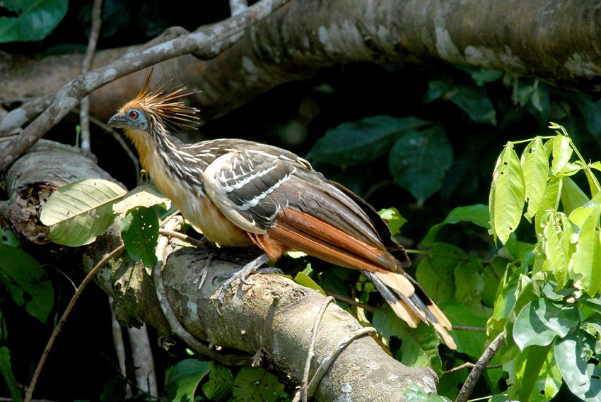 hoatzin