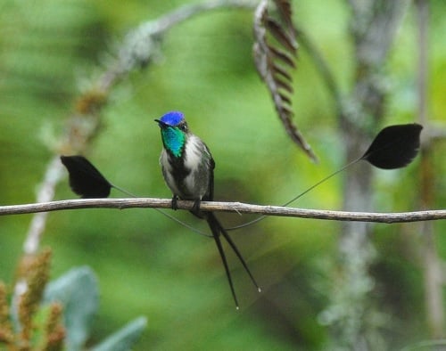 Marvelous-Spatuletail by Roger Ahlman