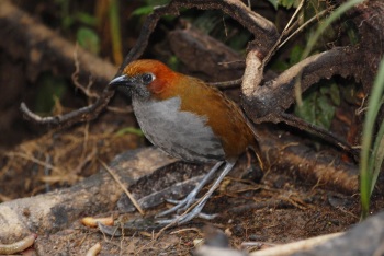 Chestnut-naped-Antpitta by Roger Ahlman