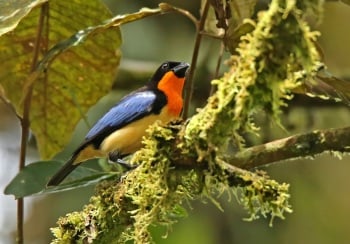 Orange-throated-Tanager by Roger Ahlman