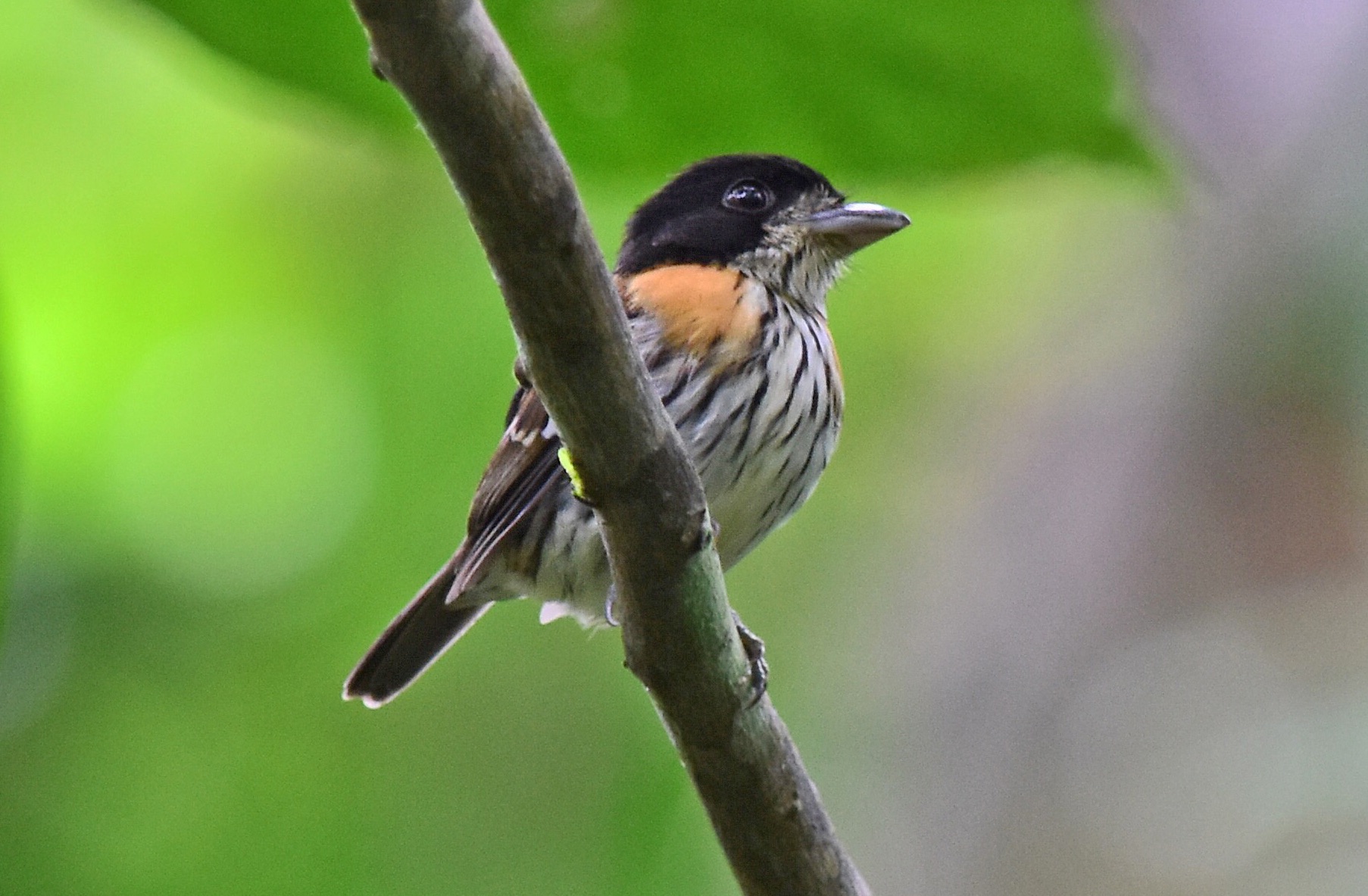 Rufous-sided Broadbill