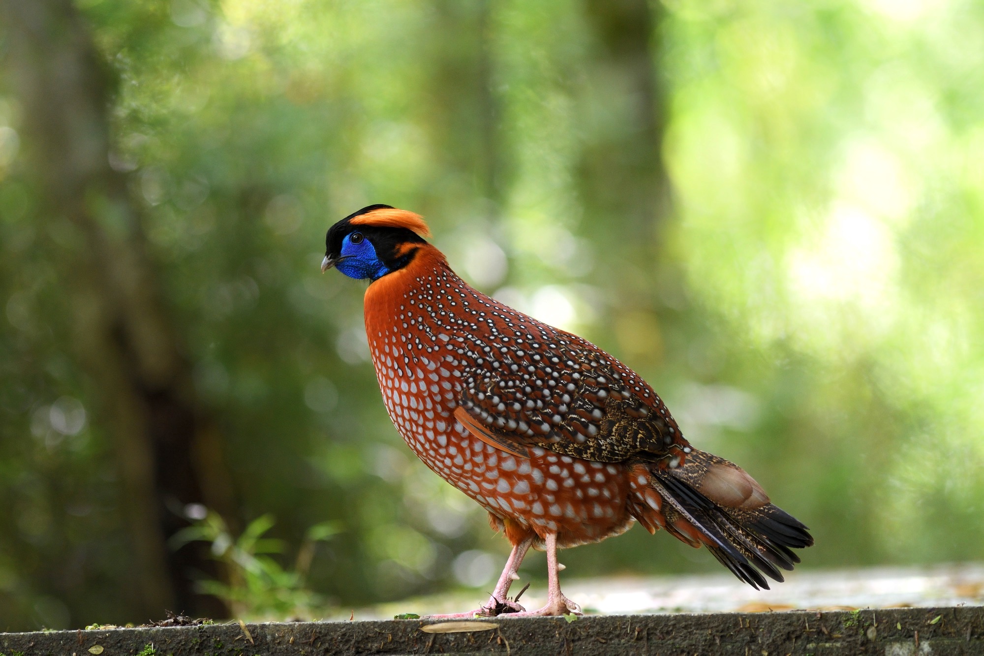 Temminck's Tragopan