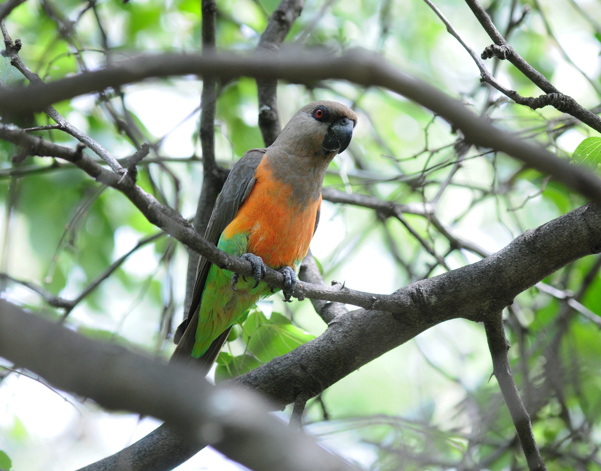 Orange-bellied Parrot