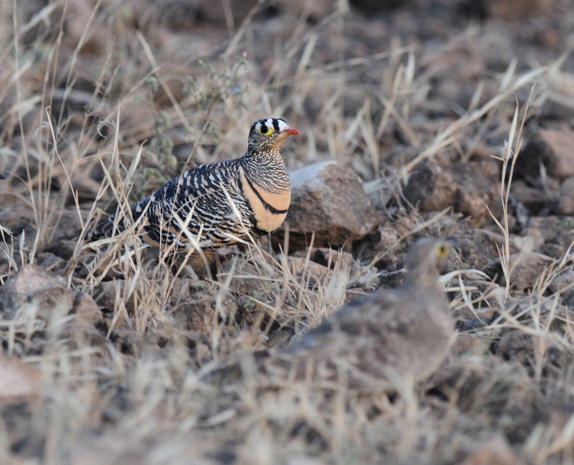 Lichtenstein's Sandgrouse