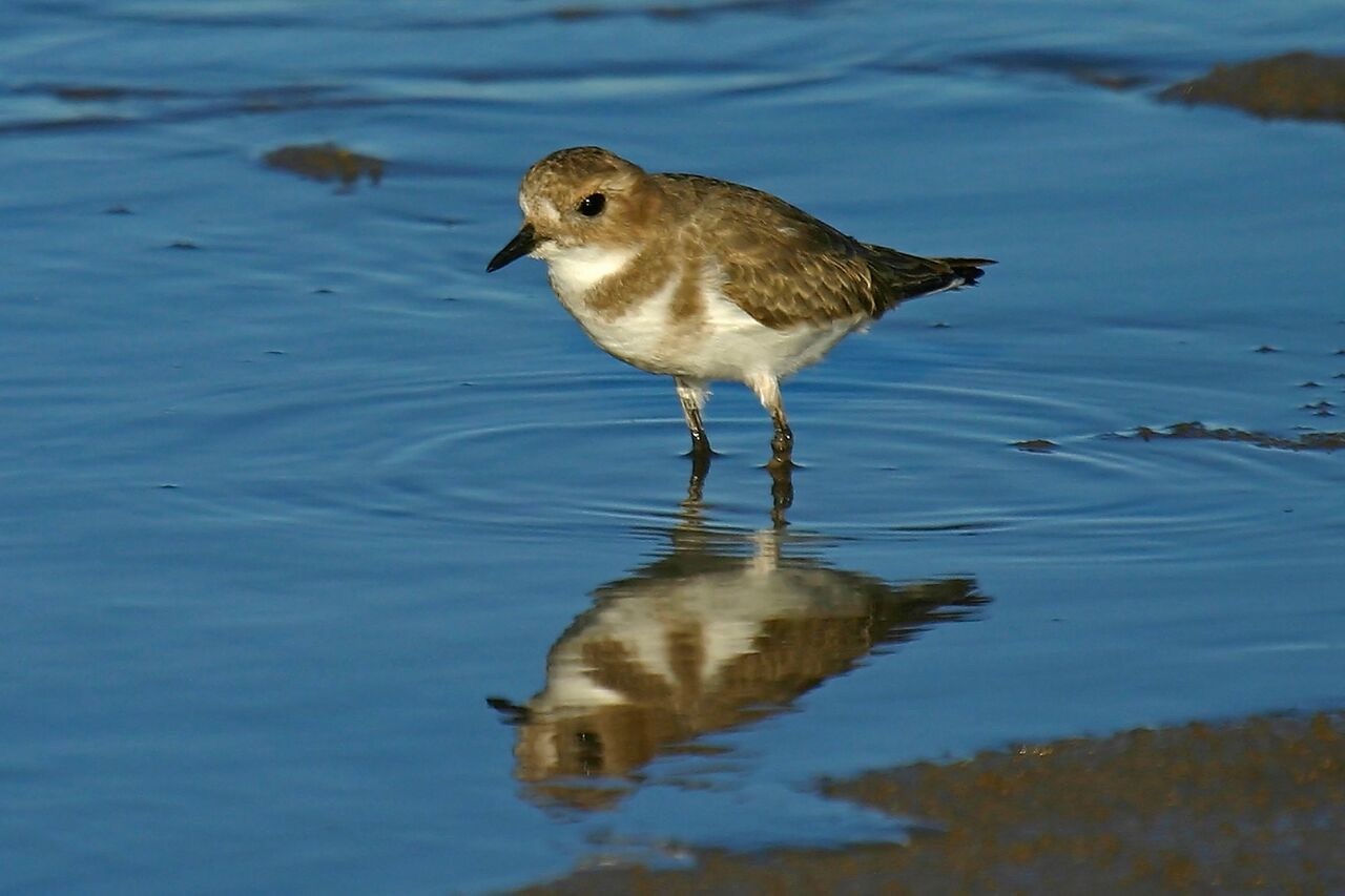 two-banded plover
