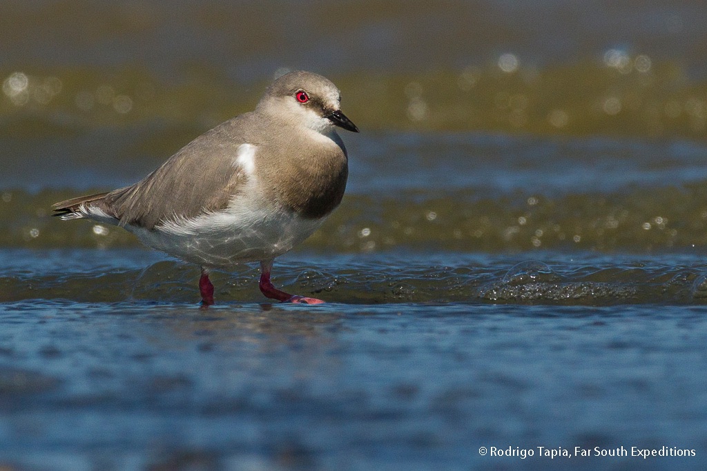 magellanic plover