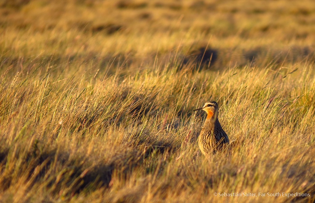 tawny-throated Dotterel