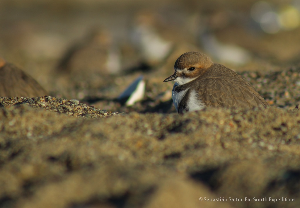two-banded plover