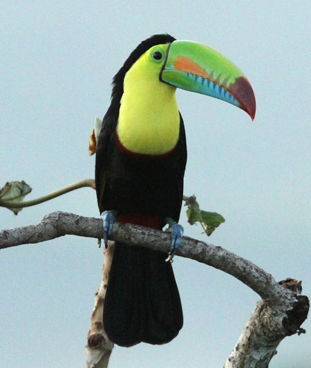 Keel-billed Toucan